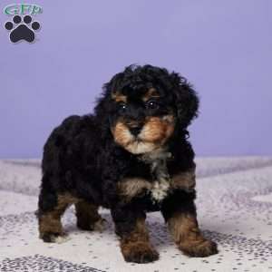 Marshall, Miniature Poodle Puppy